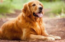 Spanische Hundenamen: 30 schöne Namen aus dem sonnigen Süden ( Foto: Adobe Stock-Olena Tkachenko )