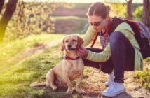 Bestes Mittel gegen Flöhe und Zecken bei Hunden ( Foto: Adobe Stock - kerkezz )