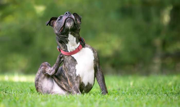 Als bestes Mitteln gegen Flöhe und Zecken bei Hunden gehören die schon seit vielen Jahren bewährten Halsbänder.  ( Foto: Adobe Stock -  Mary Swift )