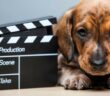 Coole Hundenamen aus Filmen: 30 Filmnamen für Männchen und Weibchen ( Foto: Shutterstock- Gorlov Alexander )