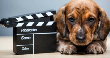 Coole Hundenamen aus Filmen: 30 Filmnamen für Männchen und Weibchen ( Foto: Shutterstock- Gorlov Alexander )