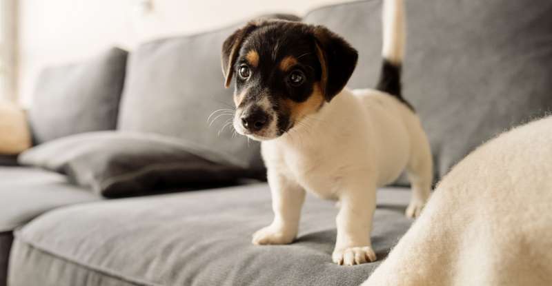 Coole Hundenamen aus Filmen klingen schön und erinnern an legendäre Figuren aus Film und Fernsehen. Eine tolle Namensvetterin ist beispielsweise die mutige Nala aus "König der Löwen ( Foto:   Shutterstock  Starocean )