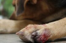 Entzündung an Pfote beim Hund mit Hausmittel behandeln ( Foto: Adobe Stock - Mrs.Rungnapa akthaisong )
