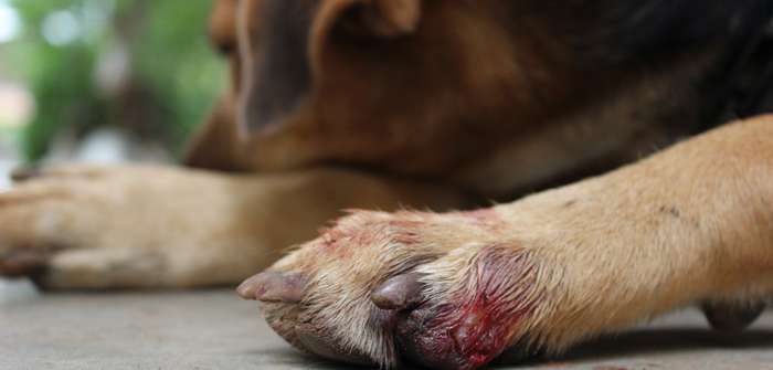 Entzündung an Pfote beim Hund mit Hausmittel behandeln ( Foto: Adobe Stock - Mrs.Rungnapa akthaisong )