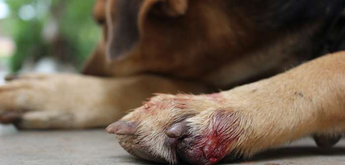 Entzündung an Hund Hausmittel behandeln