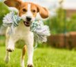 Die Gesundheit des Hundes natürlich stärken ( Foto: Adobe Stock - Przemyslaw Iciak )