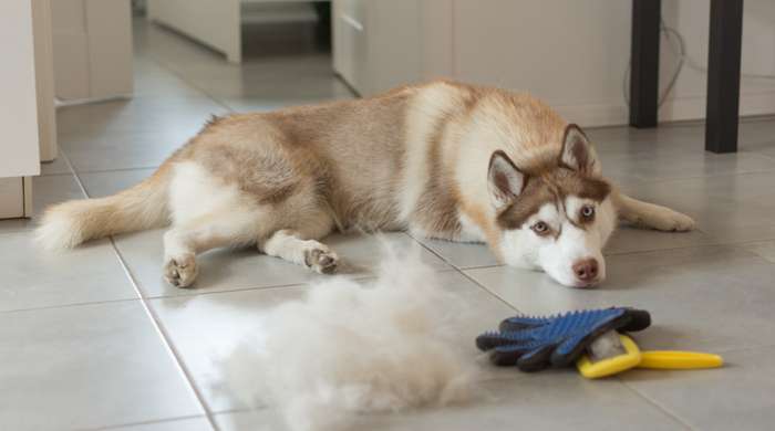 Tiere sind durchaus in der Lage, sich selbst zu reinigen und hierdurch ihre Gesundheit zu erhalten. In einigen Fällen ist es aber notwendig, aktiv einzugreifen und die Hunde zu unterstützen. ( Foto: Adobe Stock -  Dodor_Inna )