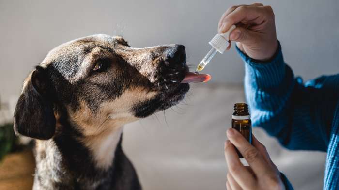 Es gibt zahlreiche natürliche Methoden, um die Gesundheit von Hunden aktiv zu erhalten und zu stärken. ( Foto: Adobe Stock -  Vane Nunes ) 