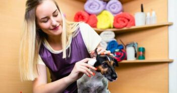 Beim Hund Ohren reinigen ( Foto: Adobe Stock- hedgehog94 )