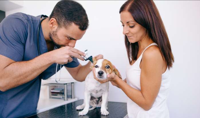 Nachdem der Tierarzt festgestellt hat, welche Art von Schmutz sich im Gehörgang abgelagert hat und wie sich die Hundeohren am besten reinigen lassen, sollten Sie diese Pflegemaßnahme selbst regelmäßig durchführen.  ( Foto: Adobe Stock- beavera )