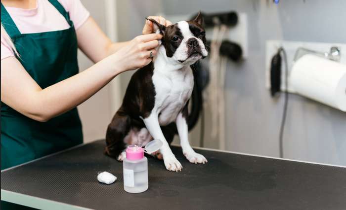 Für die Reinigung des Gehörgangs sollten nur solche Mittel benutzt werden, die vom Tierarzt empfohlen sind. ( Foto: Adobe Stock- hedgehog94 )