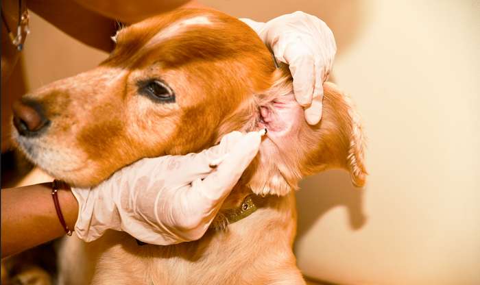 Es wird dringend davon abgeraten, beim Hund die Ohren zu reinigen mit irgendwelchen Hausmitteln.  ( Foto: Adobe Stock-  Игор Чусь_)