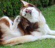 Hund kratzt sich am Ohr – was tun? ( Foto: Adobe Stock - kirchbach.st. )