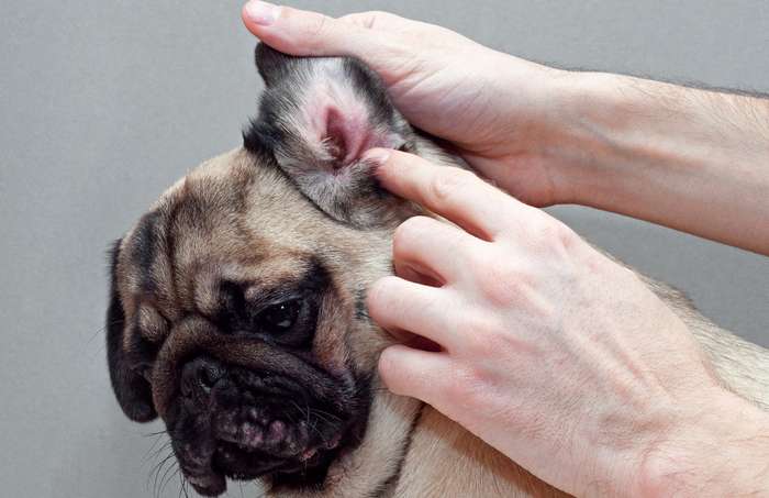 Sie stellen fest, der Hund kratzt sich am Ohr. Dann kontrollieren Sie zunächst, ob Sie Verschmutzungen erkennen. ( Foto: Adobe Stock -   Yekatseryna )