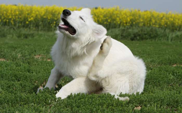 Der Hund kratzt sich am Ohr und signalisiert damit, dass etwas nicht stimmt.  ( Foto: Adobe Stock - Dogs )