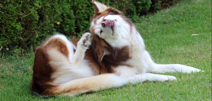 Hund kratzt sich am Ohr – was tun? ( Foto: Adobe Stock - kirchbach.st. )