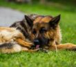 Hund leckt Pfoten diese Hausmittel helfen ( Foto: Adobe Stock - Lukreo )