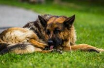 Hund leckt Pfoten diese Hausmittel helfen ( Foto: Adobe Stock - Lukreo )