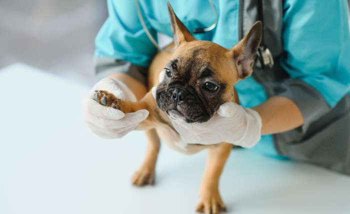 Jeder Hund ist individuell beschaffen. Daher kann es sein, dass nicht jedes der beschriebenen Hausmittel auf Anhieb wirkt. ( Foto: Adobe Stock -  Serhii  )