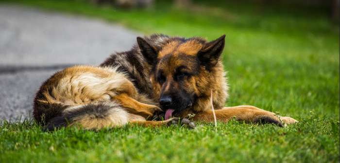 Hund leckt Pfoten diese Hausmittel helfen ( Foto: Adobe Stock - Lukreo )