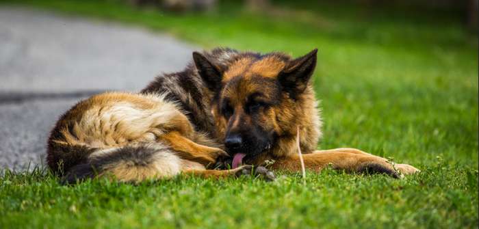 Hund leckt Pfoten diese helfen