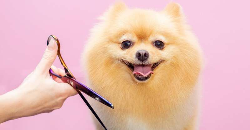 Das Hundemädchen Yoshi wird für ihren japanischen Hundenamen sicher einige bewundernde Blicke ernten. ( Foto:  Shutterstock  lev.studio )