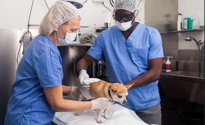 Es gibt Alternativen zur unumkehrbaren Kastration bei Rüden. So ist es möglich, dem Hund einen Hormonchip zu implantieren, der sich Suprelorin-Implantat nennt ( Foto: Adobe Stock - JackF )