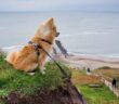 Mit Hund am Meer in Dänemark: Vierbeiner sind ausdrücklich erwünscht! ( Foto: Adobe Stock - RuZi )