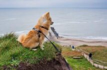 Mit Hund am Meer in Dänemark: Vierbeiner sind ausdrücklich erwünscht! ( Foto: Adobe Stock - RuZi )