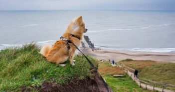 Mit Hund am Meer in Dänemark: Vierbeiner sind ausdrücklich erwünscht! ( Foto: Adobe Stock - RuZi )