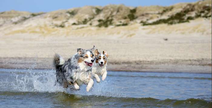 Die Dänen sind ein absolut hundefreundliches Volk, was sich an der Anzahl der Ferienhäuser, in denen sogar mehrere Hunde erlaubt sind, zeigt. ( Foto: Adobe Stock - inkevalentin )