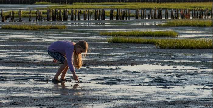 Hunde und auch Familien mit Kindern können den Strand erkunden ( Foto: Adobe Stock - mjowra )