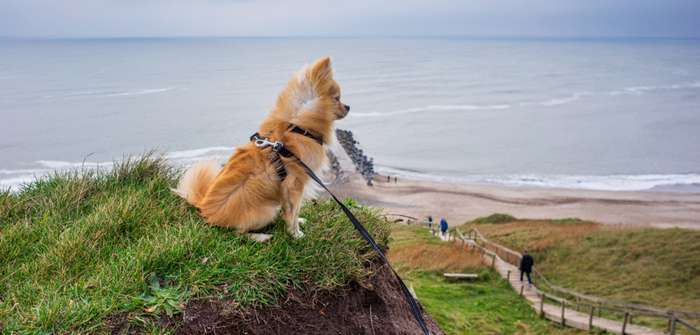 Mit Hund am Meer in Dänemark: Vierbeiner sind ausdrücklich erwünscht! ( Foto: Adobe Stock - RuZi )