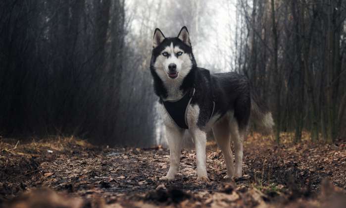 Diese Augen, so wie er da steht, was würde besser passen als ein mystischer Hundename ( Foto: Adobe Stock -  kozorog )