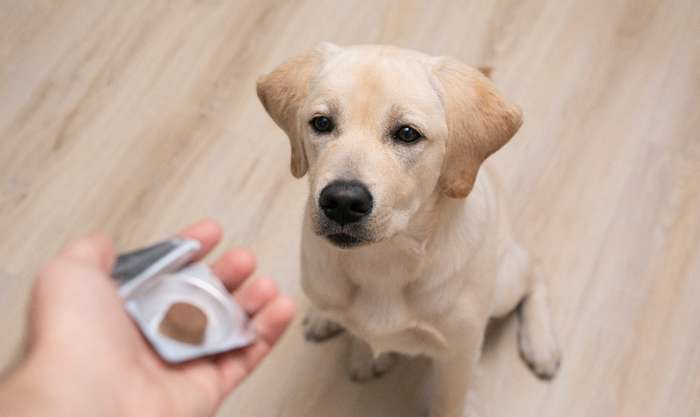 Es gibt Tabletten die man dem Hund täglich geben kann, die die Zecken abhalten ( Foto: Adobe Stock -  Olya )