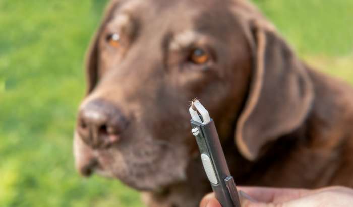 Nicht immer kann man die Zecke vollständig entfernen ( Foto: Adobe Stock - Andre )