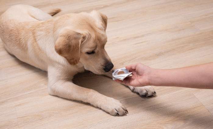 Auch spezielle Tabletten schützen den Hund vor Zecken ( Foto: Adobe Stock - Olya_)