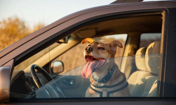 Oftmals wird unterschätzt, wie schnell die Temperaturen im Innenraum eines Autos ansteigen können. ( Foto: Adobe Stock -  prystai )