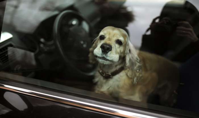 Grundsätzlich ist es jedem Hundebesitzer gestattet, seinen Hund im Auto zu lassen. ( Foto: Adobe Stock - Irina84 )