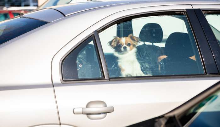 Haben Sie einen Termin, von dem Sie nicht von vornherein absehen können, wie lange dieser dauert, sollten Sie niemals den Hund im Auto lassen. ( Foto: Adobe Stock - Rico Löb )