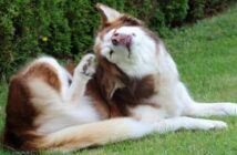 Hund kratzt sich am Ohr – was tun? ( Foto: Adobe Stock - kirchbac )