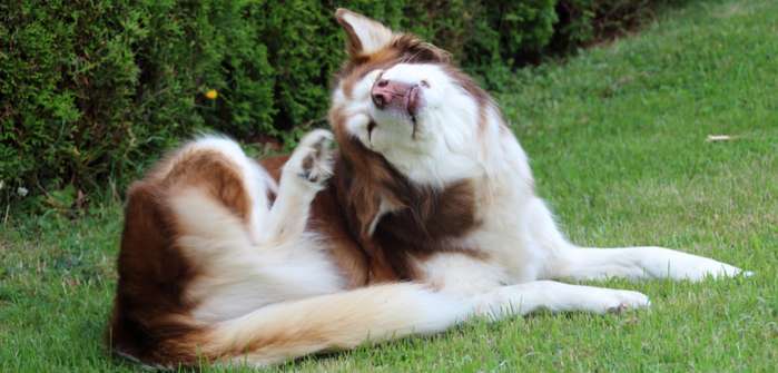 Hund kratzt sich am Ohr – was tun? ( Foto: Adobe Stock - kirchbac )