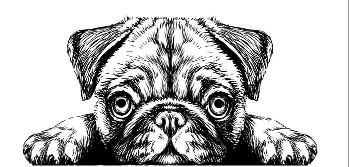 Hunde Kopf malen leicht gemacht ( Foto: Shutterstock - AnastasiaOsipova )