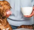 Dürfen Hunde Milch trinken oder bekommen sie von dem Getränk Verdauungsbeschwerden? ( Foto: Shutterstock - SvetikovaV )