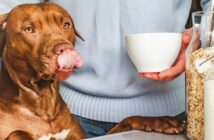 Dürfen Hunde Milch trinken oder bekommen sie von dem Getränk Verdauungsbeschwerden? ( Foto: Shutterstock - SvetikovaV )
