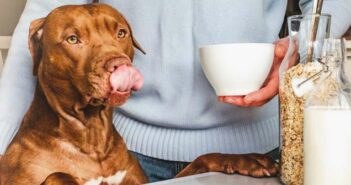 Dürfen Hunde Milch trinken oder bekommen sie von dem Getränk Verdauungsbeschwerden? ( Foto: Shutterstock - SvetikovaV )