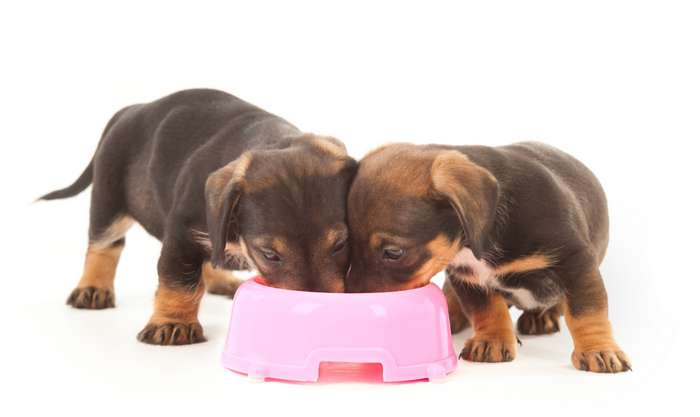 Welpen sind noch in der Lage, das Enzym Laktase zu erzeugen und den Milchzucker abzubauen. Sie vertragen die Milch etwas besser als erwachsene Hunde. ( Foto: Shutterstock -Wallenrock )