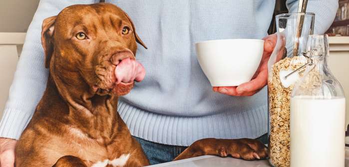 Dürfen Hunde Milch trinken oder bekommen sie von dem Getränk Verdauungsbeschwerden? ( Foto: Shutterstock - SvetikovaV )