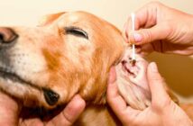 Beim Hund Ohren reinigen ( Foto: Adobe Stock- n Игор Чусь )