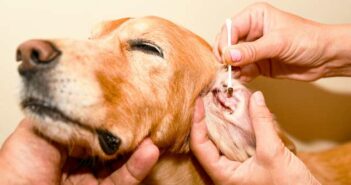 Beim Hund Ohren reinigen ( Foto: Adobe Stock- n Игор Чусь )